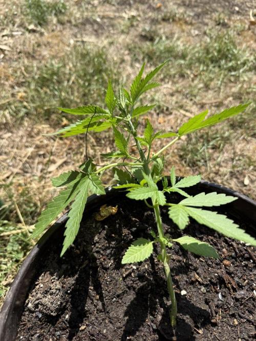 Delicious Seeds' Neville's Rose Auto OD. Week 3