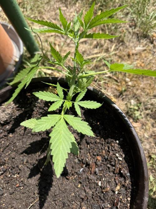 Delicious Seeds' Neville's Rose Auto OD. Week 3
