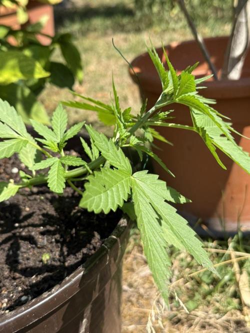 Delicious Seeds' Neville's Rose Auto OD. Week 3
