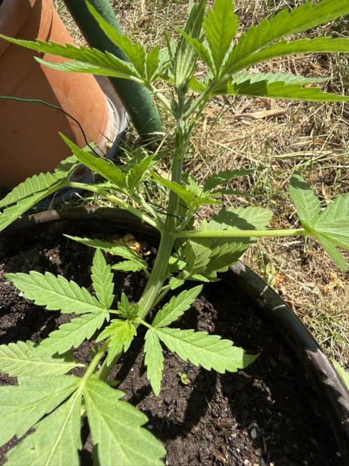 Delicious Seeds' Neville's Rose Auto OD. Week 3