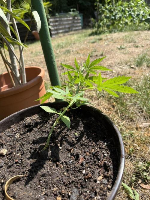 Delicious Seeds' Neville's Rose Auto OD. Week 3