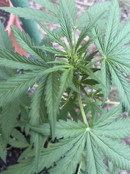 Delicious Seeds' Neville's Rose Auto OD. Week 4