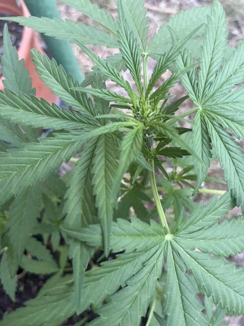 Delicious Seeds' Neville's Rose Auto OD. Week 4