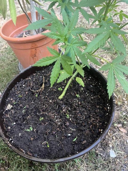 Delicious Seeds' Neville's Rose Auto OD. Week 4