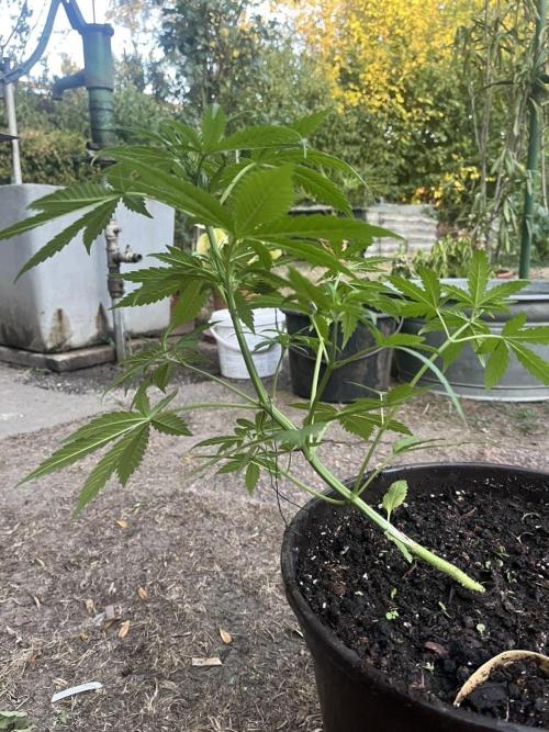 Delicious Seeds' Neville's Rose Auto OD. Week 4