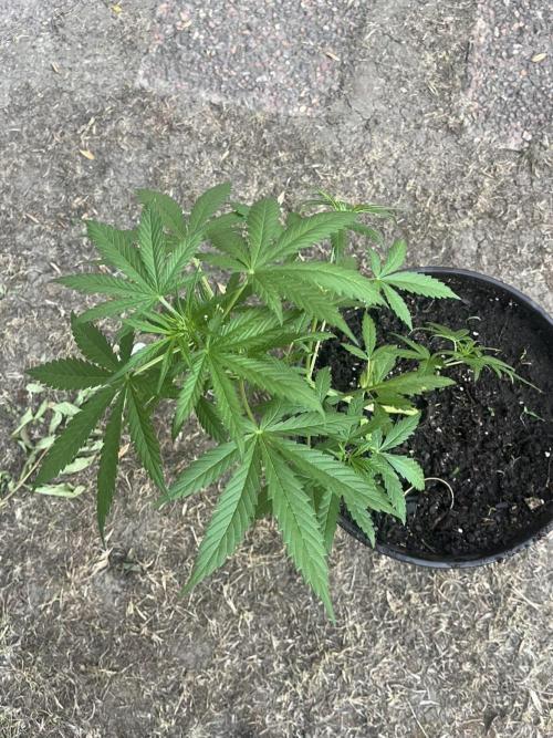 Delicious Seeds' Neville's Rose Auto OD. Week 4