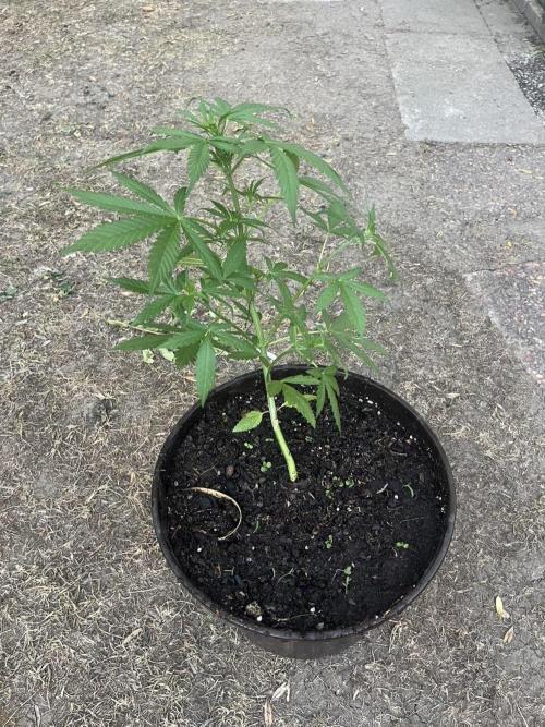 Delicious Seeds' Neville's Rose Auto OD. Week 4