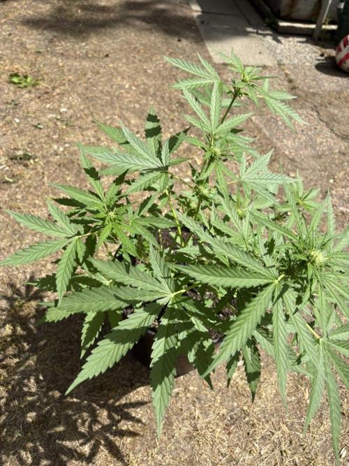 Delicious Seeds' Neville's Rose Auto OD. Week 5