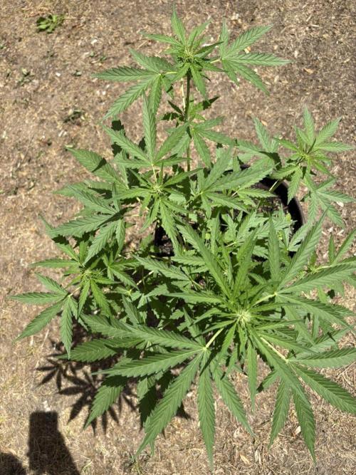 Delicious Seeds' Neville's Rose Auto OD. Week 5