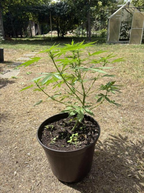 Delicious Seeds' Neville's Rose Auto OD. Week 5