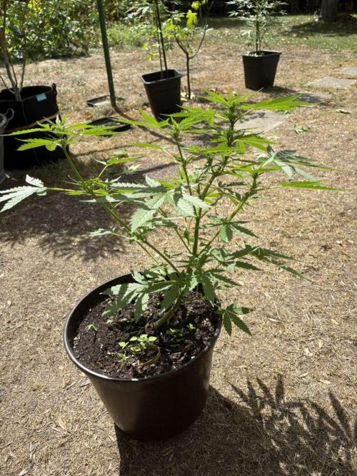 Neville's Rose Auto. Week 5