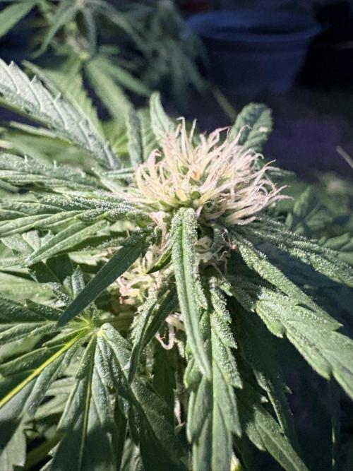 Delicious Seeds' Neville's Rose Auto OD. Week 6