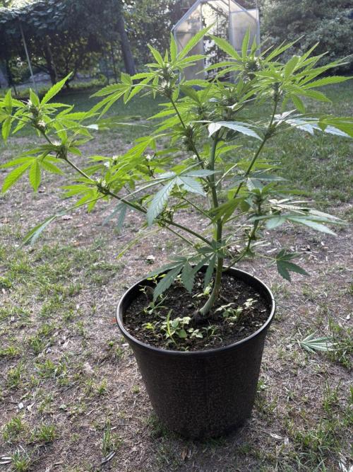 Delicious Seeds' Neville's Rose Auto OD. Week 6