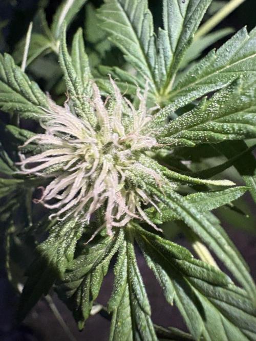 Delicious Seeds' Neville's Rose Auto OD. Week 6