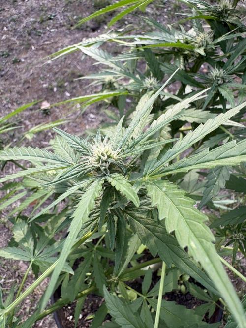Delicious Seeds' Neville's Rose Auto OD. Week 6