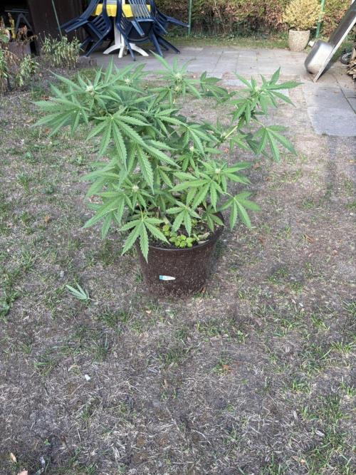 Delicious Seeds' Neville's Rose Auto OD. Week 6