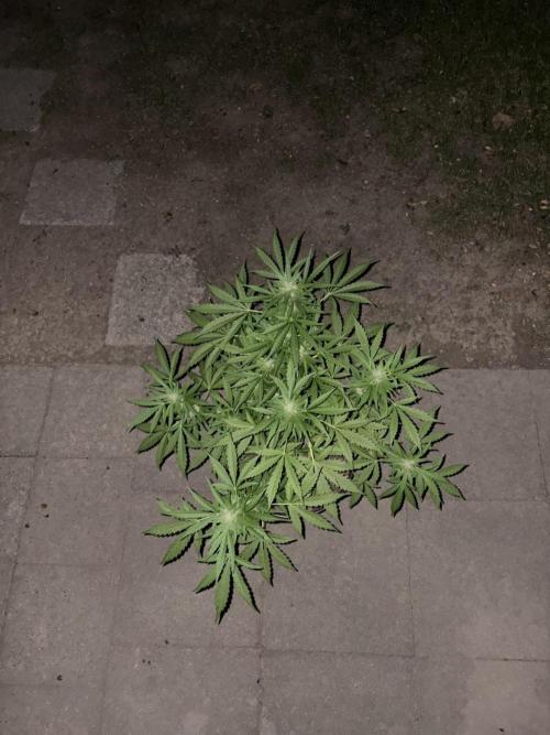 Delicious Seeds' Neville's Rose Auto OD. Week 7