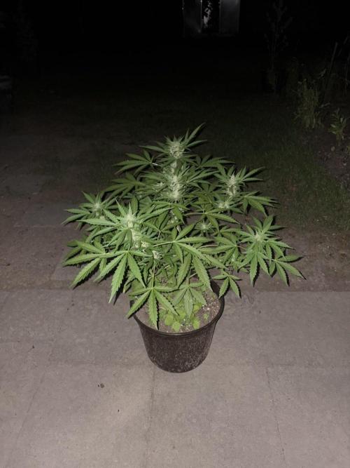 Delicious Seeds' Neville's Rose Auto OD. Week 7