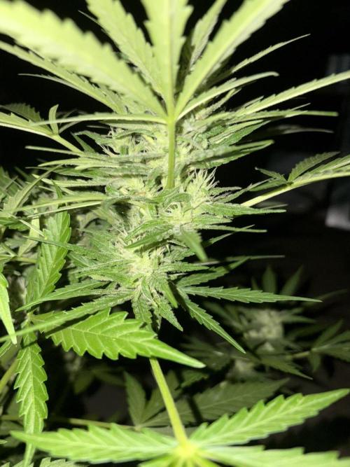 Delicious Seeds' Neville's Rose Auto OD. Week 7