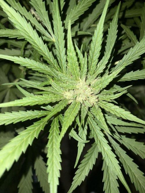 Delicious Seeds' Neville's Rose Auto OD. Week 7