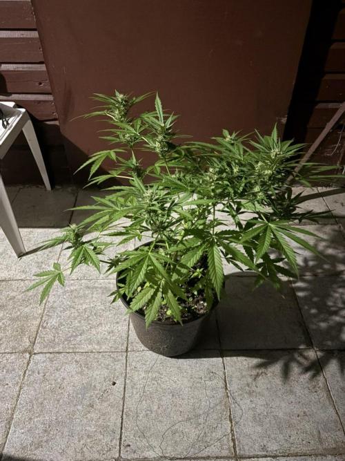Delicious Seeds' Neville's Rose Auto OD. Week 7
