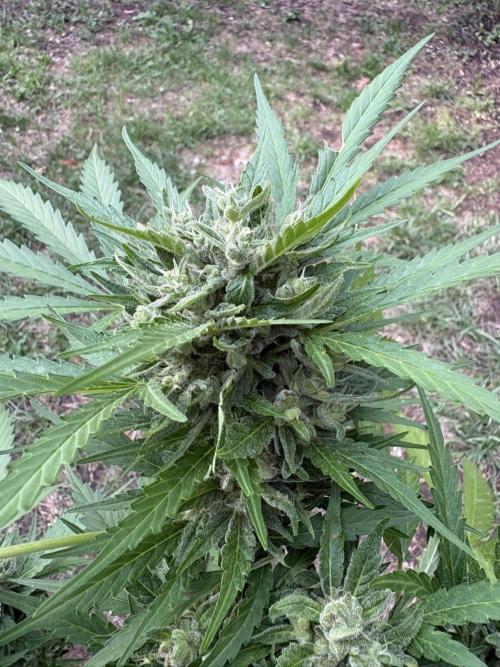 Delicious Seeds' Neville's Rose Auto OD. Week 8