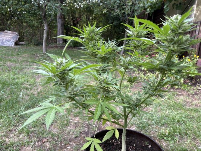 Delicious Seeds' Neville's Rose Auto OD. Week 8