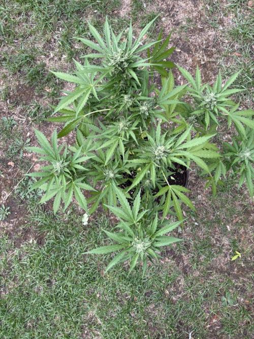 Delicious Seeds' Neville's Rose Auto OD. Week 8