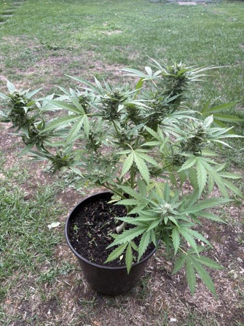 Delicious Seeds' Neville's Rose Auto OD. Week 8