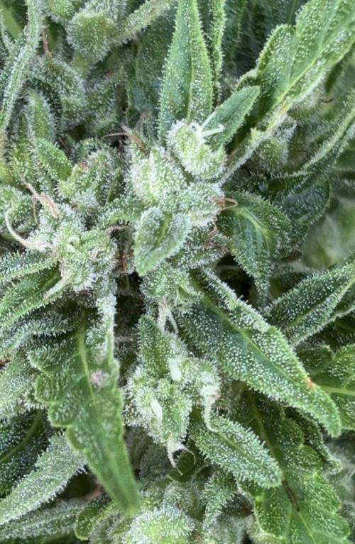 Neville's Rose Auto. Week 8