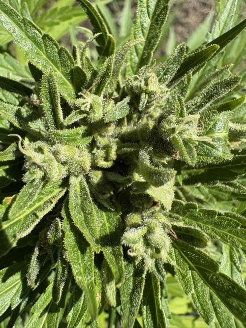 Delicious Seeds' Neville's Rose Auto OD. Week 9