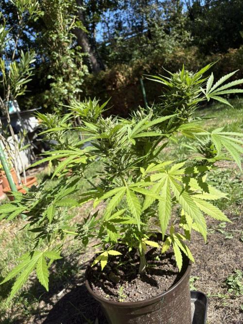 Delicious Seeds' Neville's Rose Auto OD. Week 9