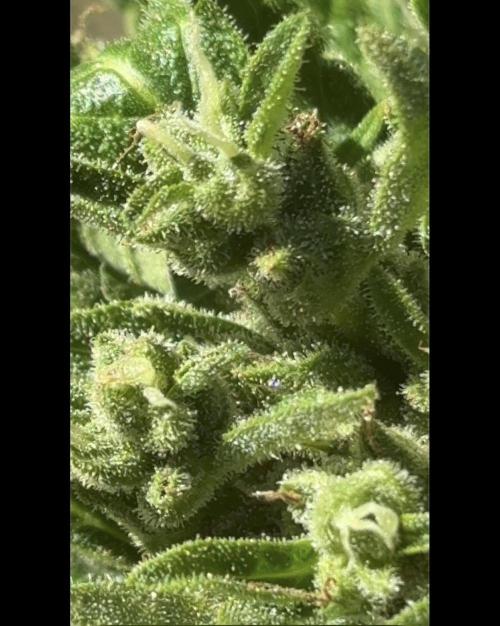 Delicious Seeds' Neville's Rose Auto OD. Week 9