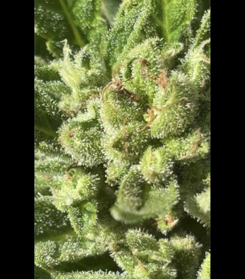 Delicious Seeds' Neville's Rose Auto OD. Week 11