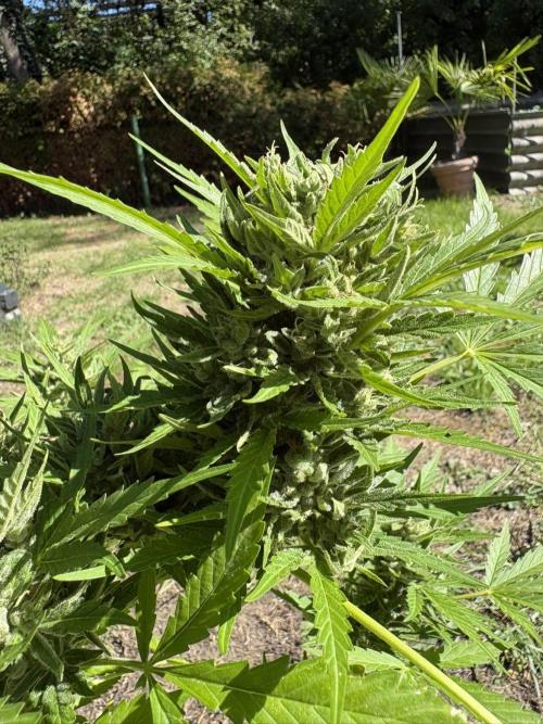 Delicious Seeds' Neville's Rose Auto OD. Week 11