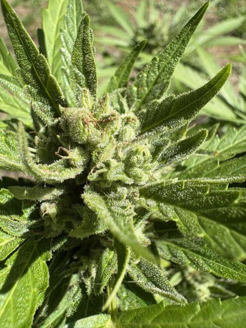 Delicious Seeds' Neville's Rose Auto OD. Week 11