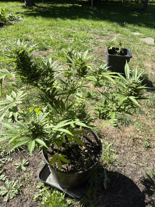 Delicious Seeds' Neville's Rose Auto OD. Week 11