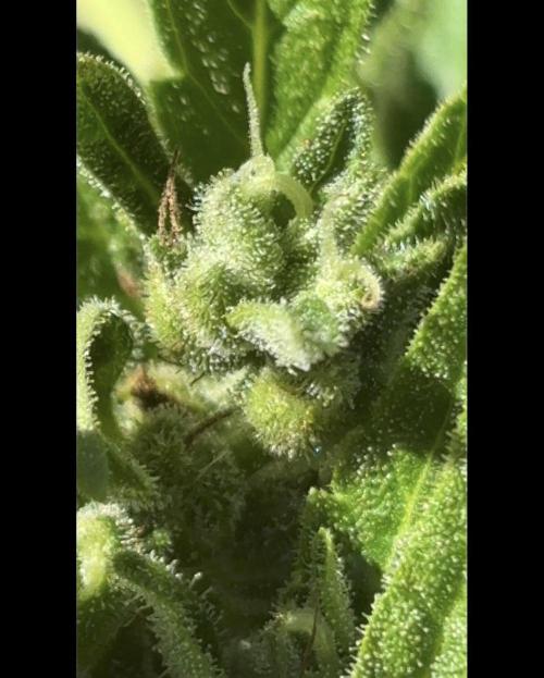 Delicious Seeds' Neville's Rose Auto OD. Week 11