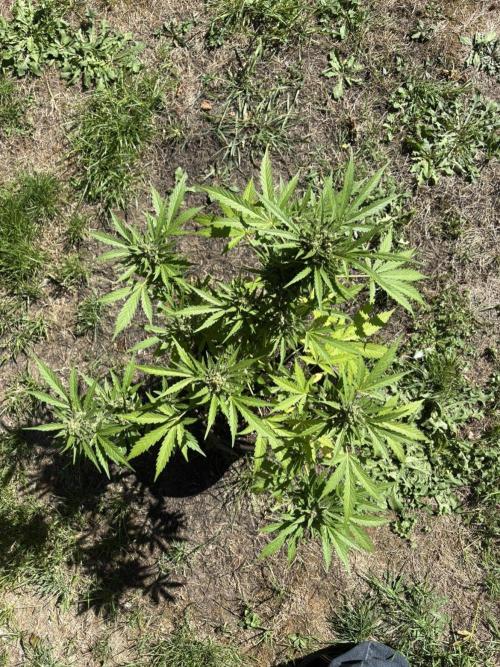 Delicious Seeds' Neville's Rose Auto OD. Week 11