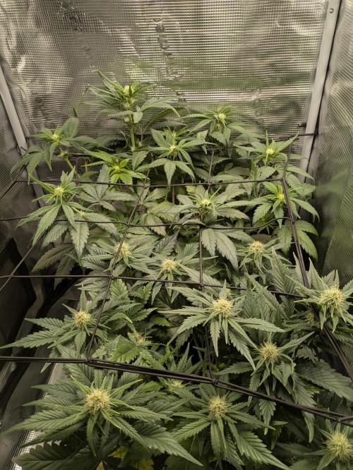 Boofy's Growing Up. Week 6 - Day 40