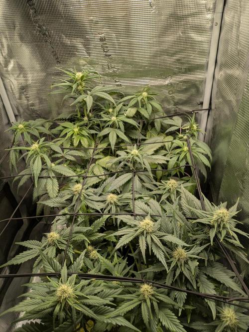 Boofy's Growing Up. Week 6 - Day 41