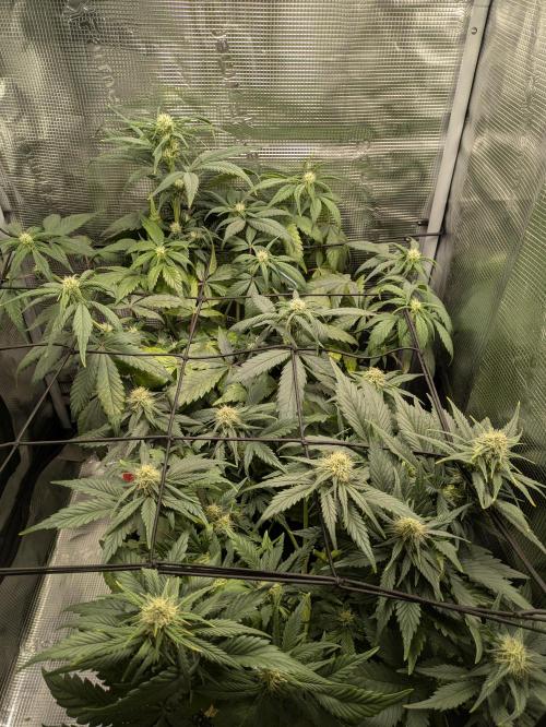 Boofy's Growing Up. Week 6 - Day 42