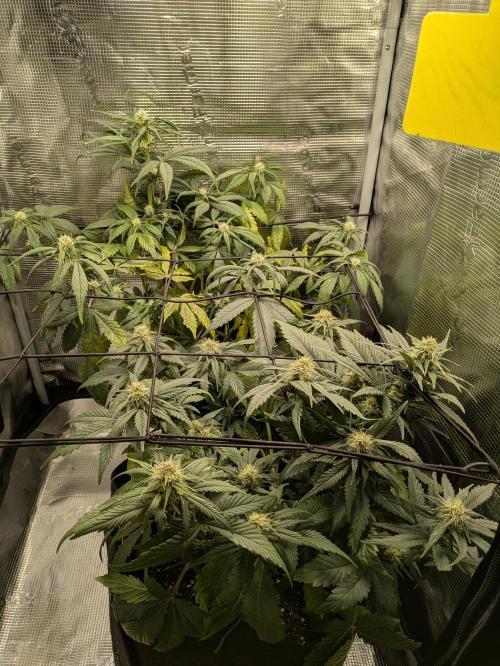 Boofy's Growing Up. Week 6 - Day 43