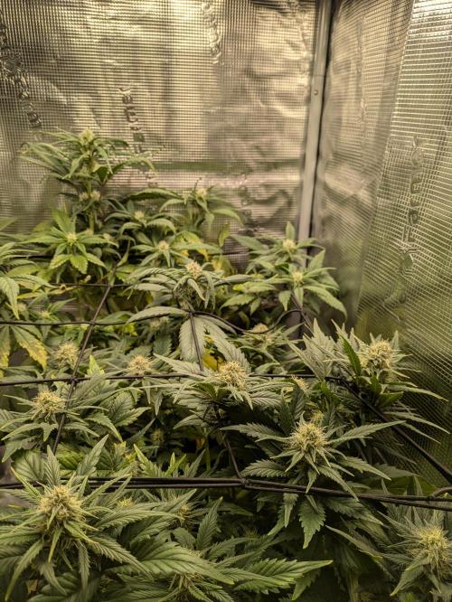 Boofy's Growing Up. Week 6 - Day 44