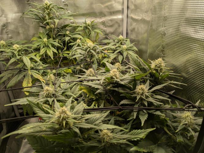 Boofy's Growing Up. Week 6 - Day 45