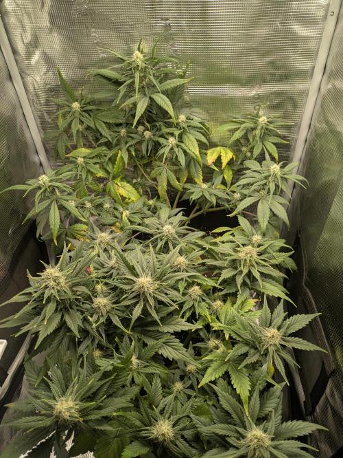 Boofy's Growing Up. Week 7 - Day 46