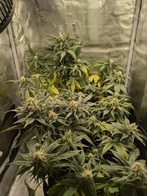 Boofy's Growing Up. Week 7 - Day 47