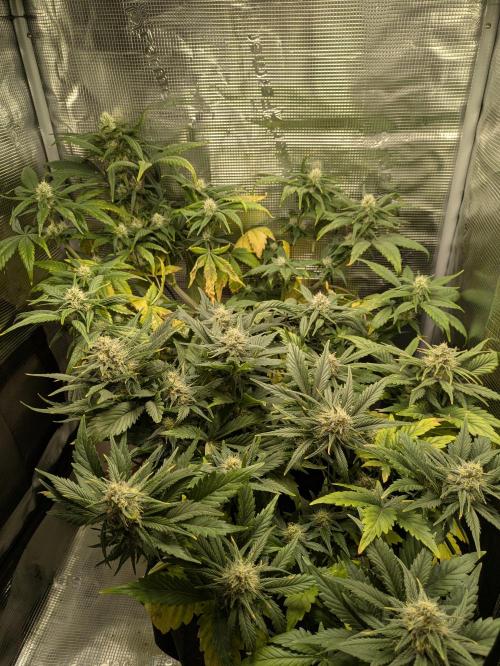 Boofy's Growing Up. Week 7 - Day 48