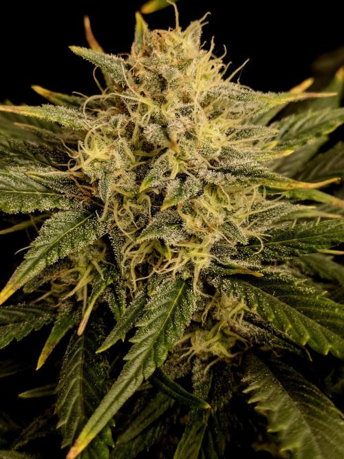 Boofy's Growing Up. Week 7 - It's getting frostie and boofie