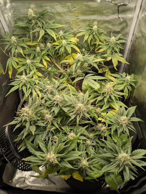 Boofy's Growing Up. Week 7 - Day 48